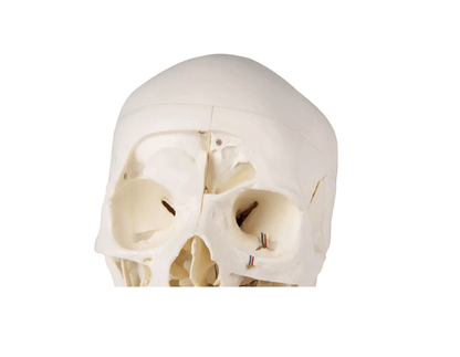 Luxus Demonstrations - Schädel, 14 - teilig – Premium - Lehrmodell für erweiterte anatomische Studien - Erler - Zimmer