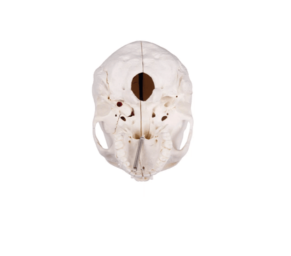 Luxus Demonstrations - Schädel, 14 - teilig – Premium - Lehrmodell für erweiterte anatomische Studien - Erler - Zimmer