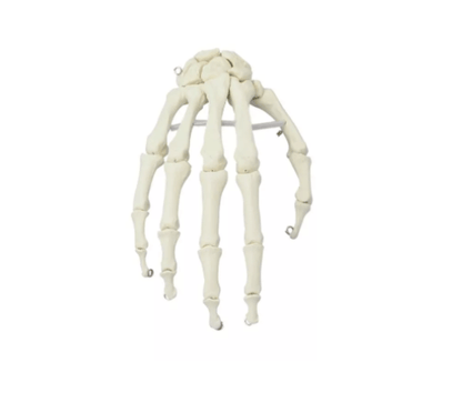 Handskelett – bewegliches Modell für detailgetreue anatomische Studien - Erler - Zimmer