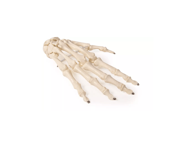 Handskelett – bewegliches Modell für detailgetreue anatomische Studien - Erler - Zimmer