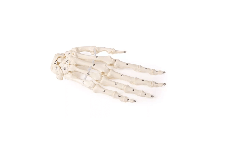 Handskelett mit Knochennummerierung – bewegliches Lehrmodell mit beschrifteten Knochen - Erler - Zimmer