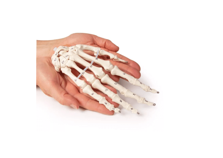 Handskelett mit Knochennummerierung – bewegliches Lehrmodell mit beschrifteten Knochen - Erler - Zimmer