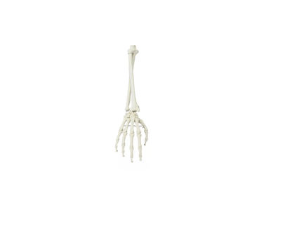 Hand mit Unterarm – bewegliches Skelettmodell zur Demonstration von Hand - und Unterarmbewegungen - Erler - Zimmer