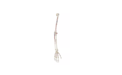 Armskelett mit Muskelmarkierung – anatomisches Lehrmodell für die Physiotherapie - Ausbildung (ohne Schultergürtel) - Erler - Zimmer