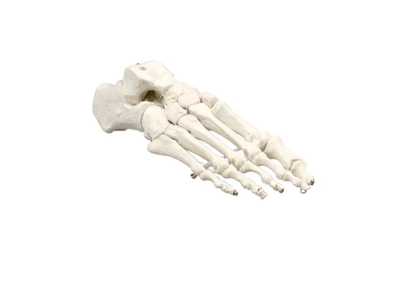 Fußskelett – naturgetreues Modell zur Veranschaulichung der Fußanatomie - Erler - Zimmer