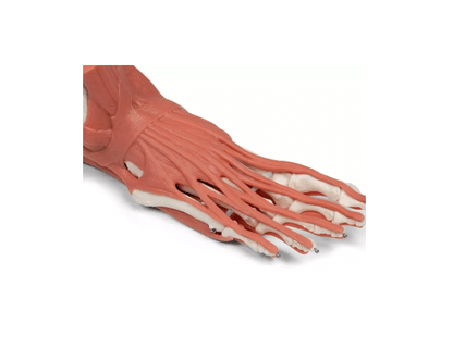 Rechtes Fußmodell mit Muskeln, Bändern und Retinacula – anatomisches Lehrmodell zur funktionellen Anatomie des Fußes - Erler - Zimmer
