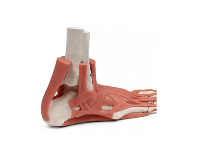 Rechtes Fußmodell mit Muskeln, Bändern und Retinacula – anatomisches Lehrmodell zur funktionellen Anatomie des Fußes - Erler - Zimmer