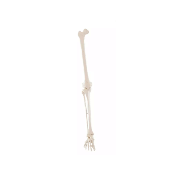 Beinskelett – zerlegbares Lehrmodell zur Darstellung der Anatomie des menschlichen Beins - Erler - Zimmer