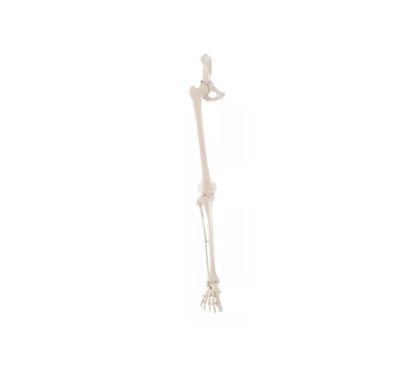 Beinskelett mit Beckenhälfte und flexiblem Fuß – bewegliches Lehrmodell für funktionelle Anatomie der unteren Extremität - Erler - Zimmer
