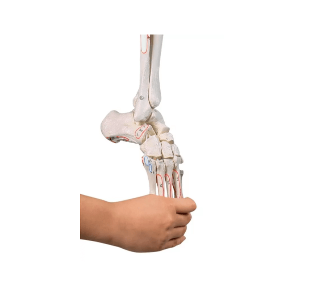 Beinskelett mit Beckenhälfte, flexiblem Fuß und Muskelmarkierungen – funktionelles Lehrmodell für Physiotherapie und Anatomie - Erler - Zimmer