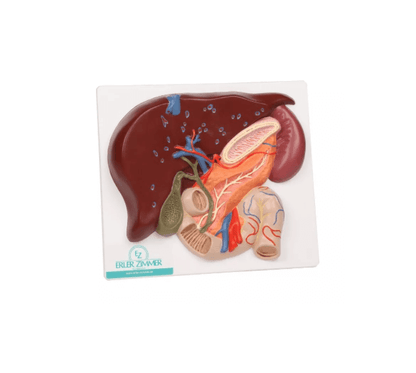 Leber mit Gallenblase, Pankreas und Duodenum - Erler - Zimmer