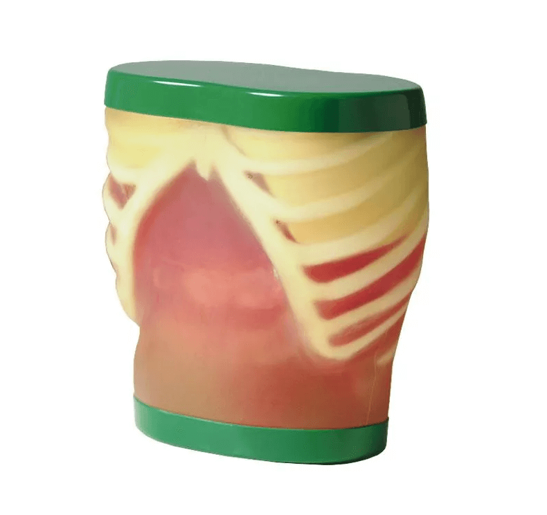 Ultraschall - Übungsmodell Anatomie - Erler - Zimmer