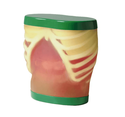 Ultraschall - Übungsmodell Anatomie - Erler - Zimmer