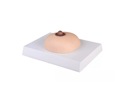 Brustkrebs - Tastmodell - Erler - Zimmer