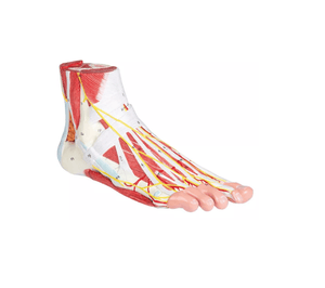 Anatomie des Fußes, 9 - teilig - Erler - Zimmer