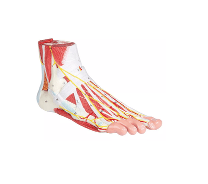 Anatomie des Fußes, 9 - teilig - Erler - Zimmer