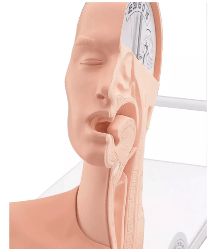 Demonstrationsmodell Schluckmechanismus - Erler - Zimmer