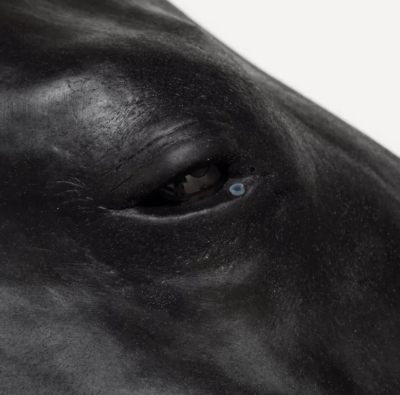 Pferde Simulator 1.0 - Erler - Zimmer