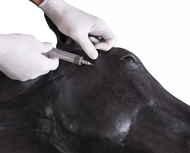 Pferde Simulator 1.0 - Erler - Zimmer