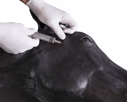 Pferde Simulator 1.0 - Erler - Zimmer