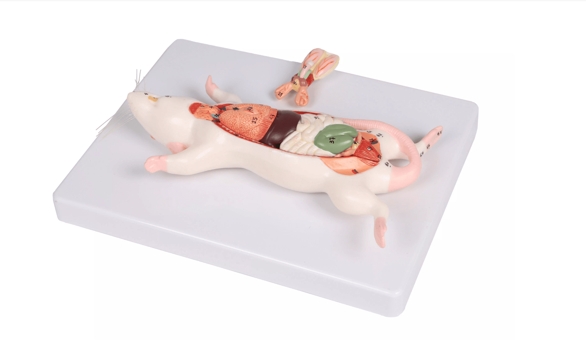 Dissektionsmodell Ratte - Erler - Zimmer
