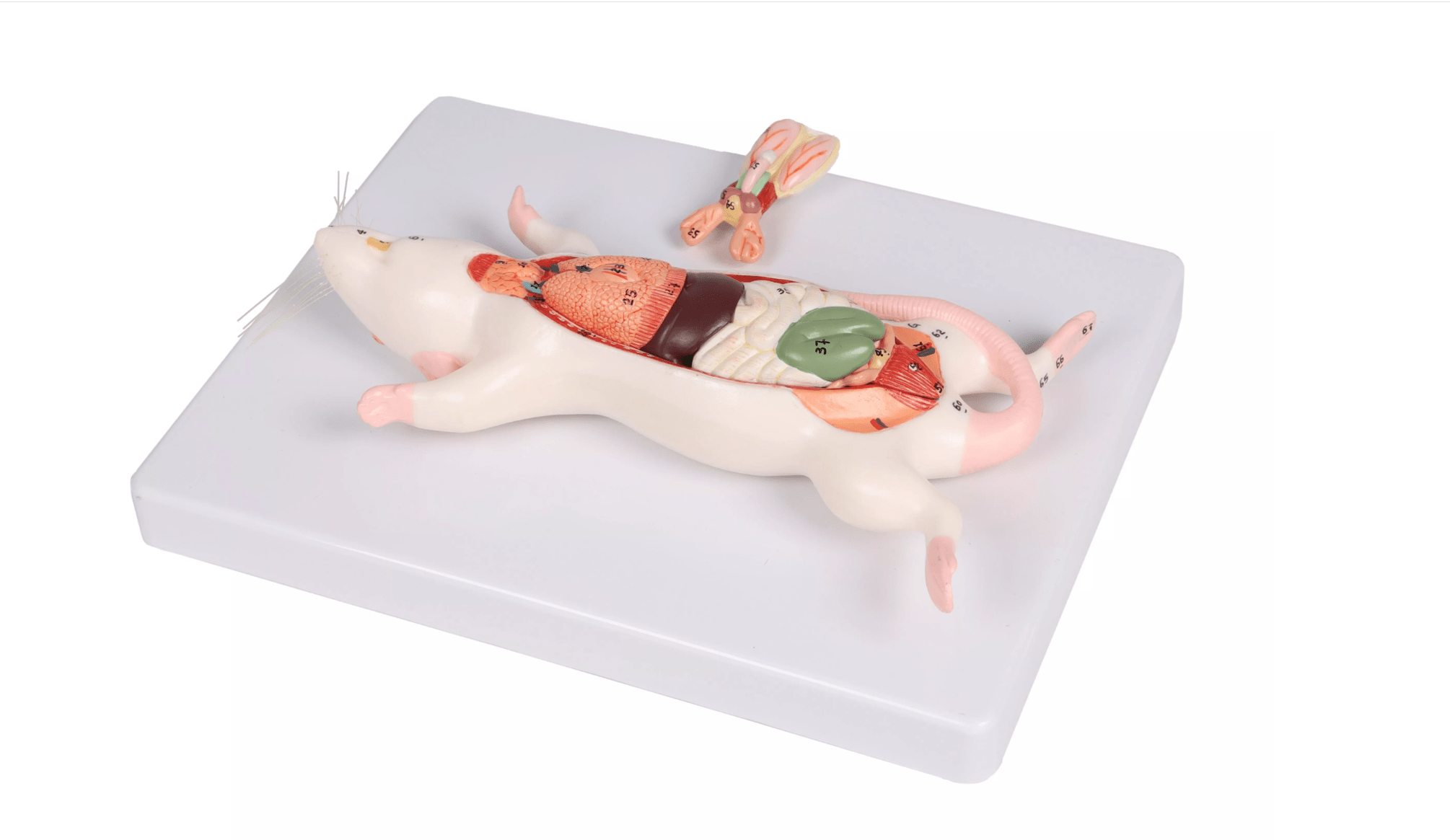 Dissektionsmodell Ratte - Erler - Zimmer