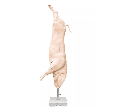 Schweine Kadaver Modell - Erler - Zimmer