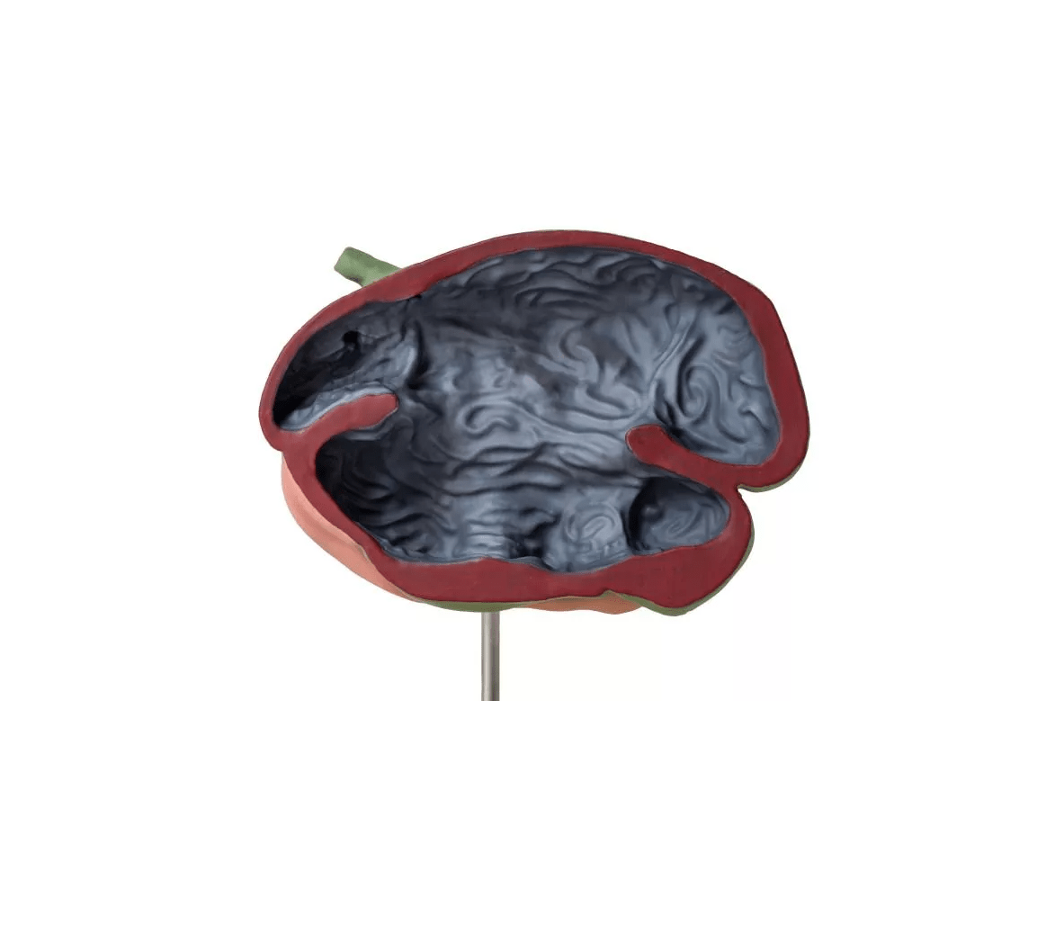 Schafsmagenmodell, 2 Teile, 1/3 natürliche Größe - Erler - Zimmer