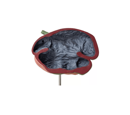 Schafsmagenmodell, 2 Teile, 1/3 natürliche Größe - Erler - Zimmer