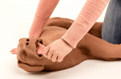 HLW Übungshund CasPeR - Erler - Zimmer