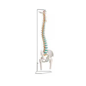 Flexible Wirbelsäule mit Oberschenkelstümpfen - Erler - Zimmer