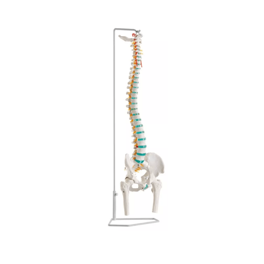 Flexible Wirbelsäule mit Oberschenkelstümpfen - Erler - Zimmer