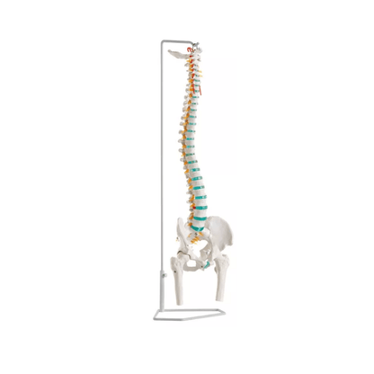 Flexible Wirbelsäule mit Oberschenkelstümpfen - Erler - Zimmer