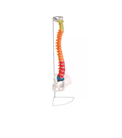 Flexible Wirbelsäule, didaktisch - Erler - Zimmer