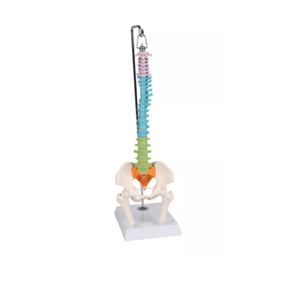 Flexible Miniaturwirbelsäule, didaktisch - Erler - Zimmer