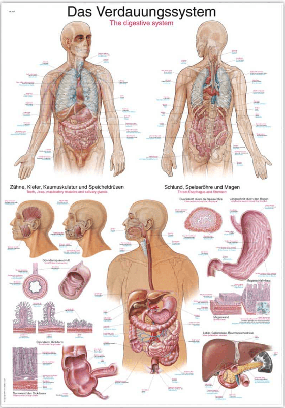 Lehrtafel Human Medizin - Erler - Zimmer