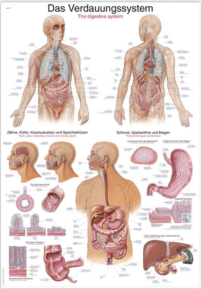 Lehrtafel Human Medizin - Erler - Zimmer