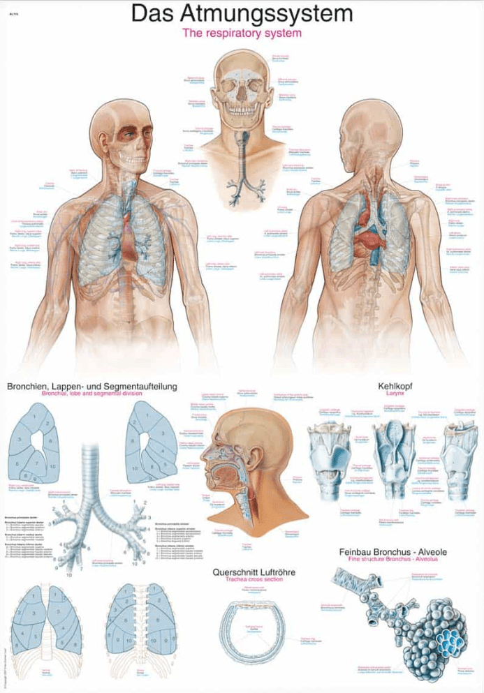 Lehrtafel Human Medizin - Erler - Zimmer