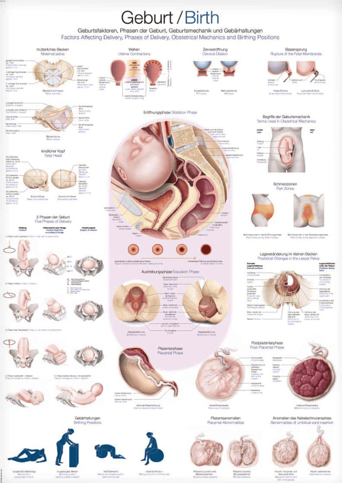 Lehrtafel Human Medizin - Erler - Zimmer