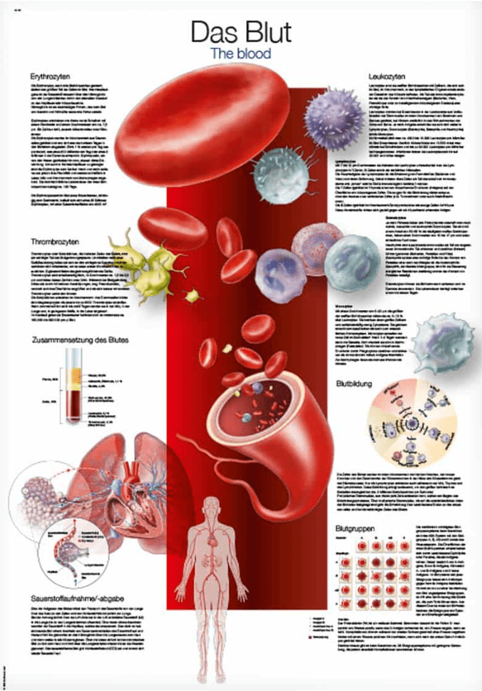 Lehrtafel Human Medizin - Erler - Zimmer