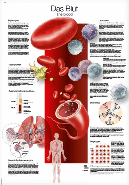 Lehrtafel Human Medizin - Erler - Zimmer