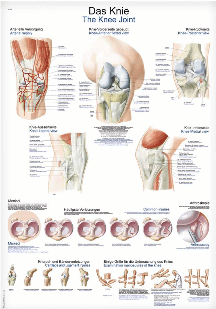 Lehrtafel Human Medizin - Erler - Zimmer