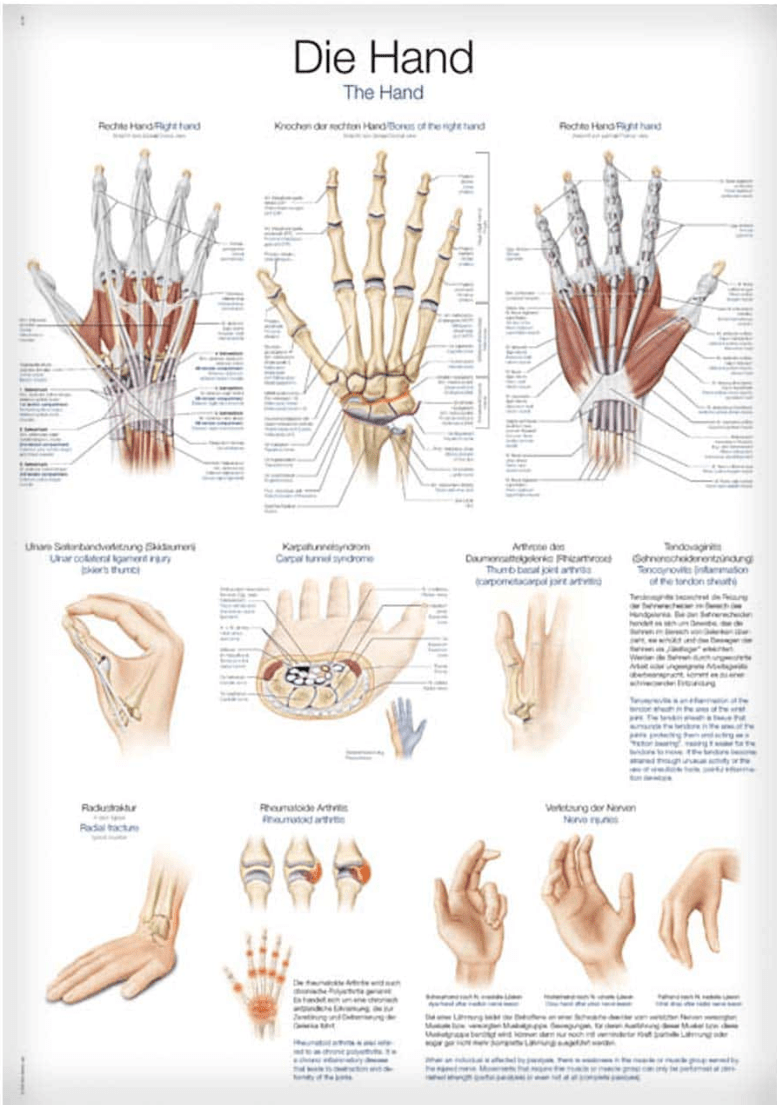 Lehrtafel Human Medizin - Erler - Zimmer
