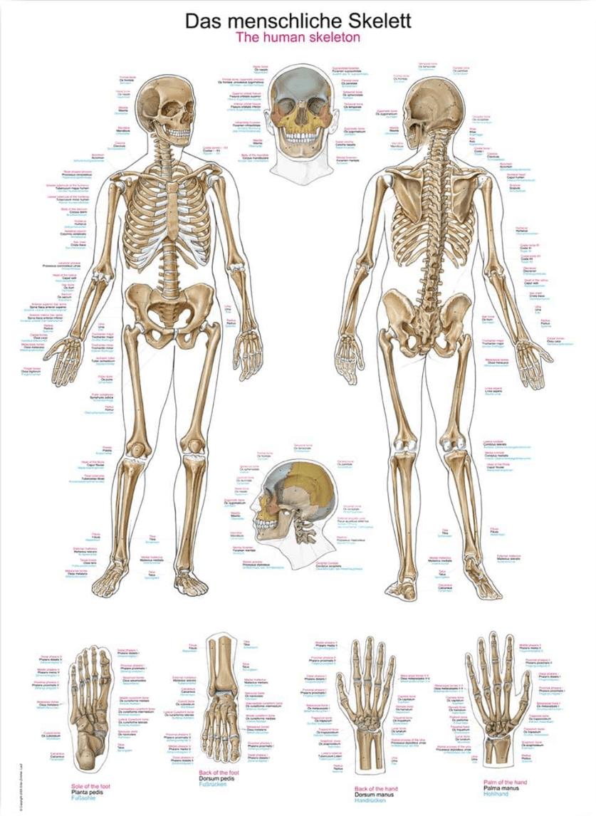 Lehrtafel Human Medizin - Erler - Zimmer