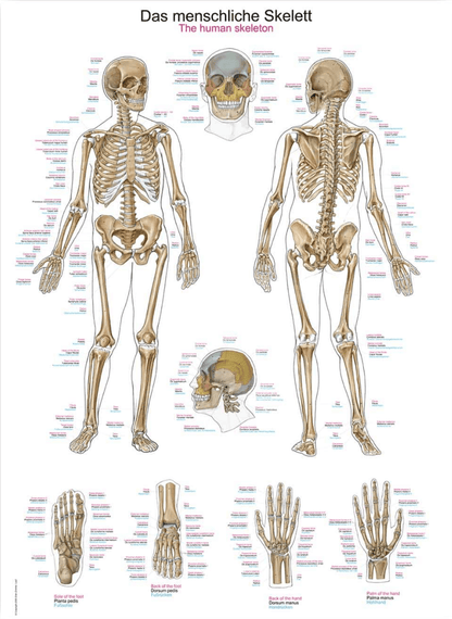 Lehrtafel Human Medizin - Erler - Zimmer