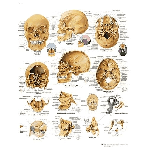 Lehrtafel Human Medizin - Erler - Zimmer