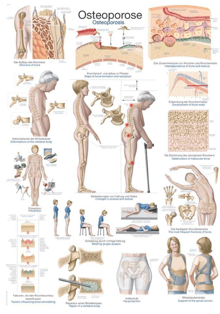 Lehrtafel Human Medizin - Erler - Zimmer