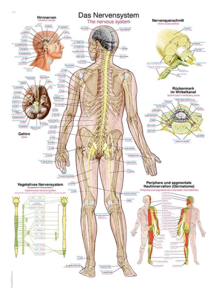 Lehrtafel Human Medizin - Erler - Zimmer