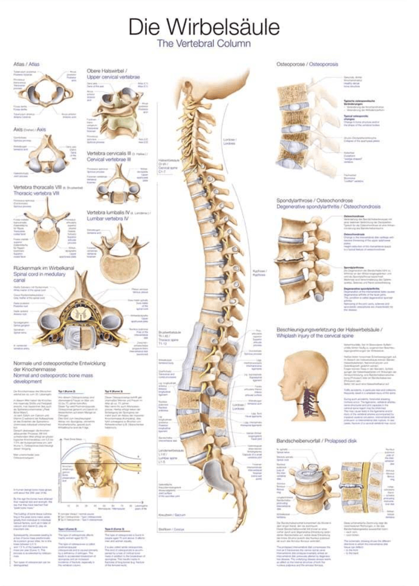Lehrtafel Human Medizin - Erler - Zimmer