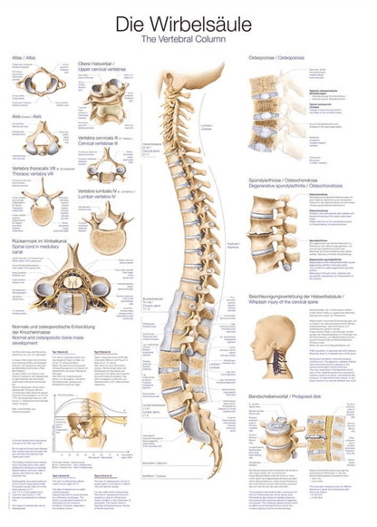 Lehrtafel Human Medizin - Erler - Zimmer